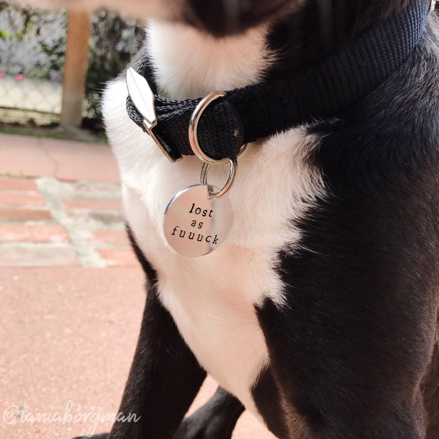 You Need These Salty, Sweet And Spicy Pet Id Tags