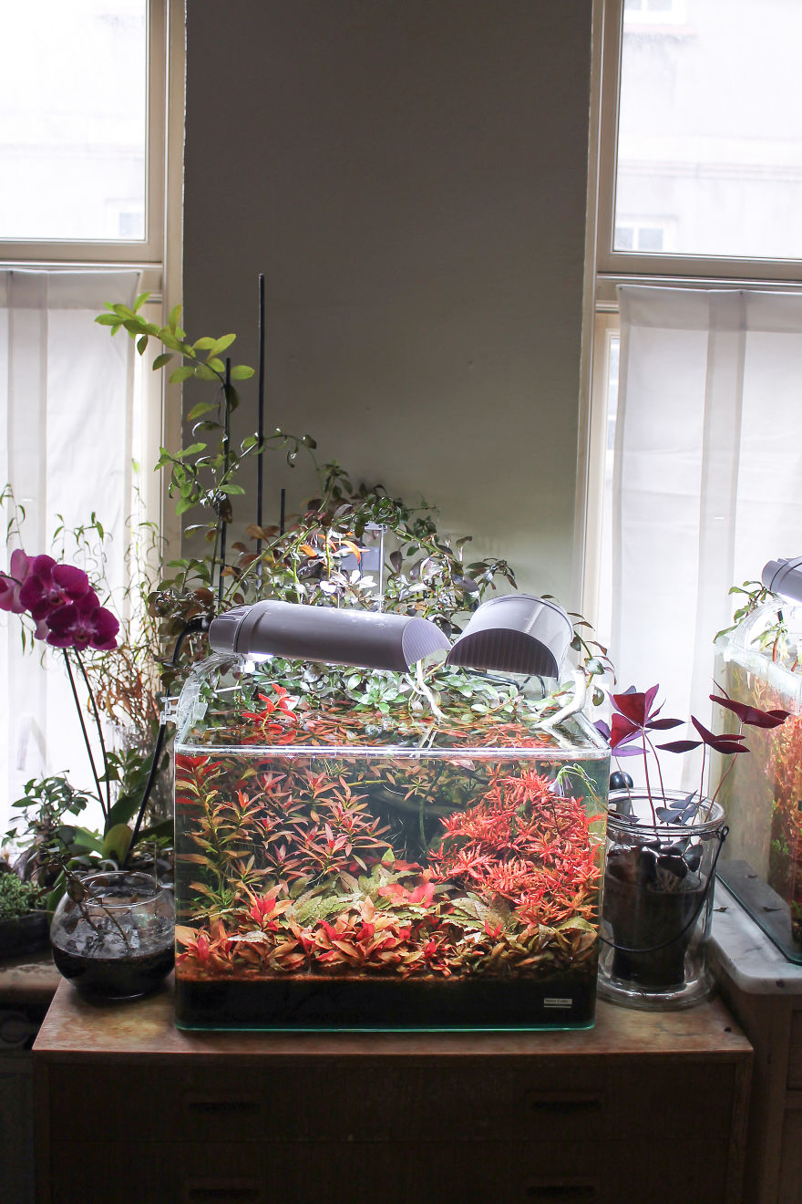 I Invented A New Style Of Aquarium Design With Only Red Plants