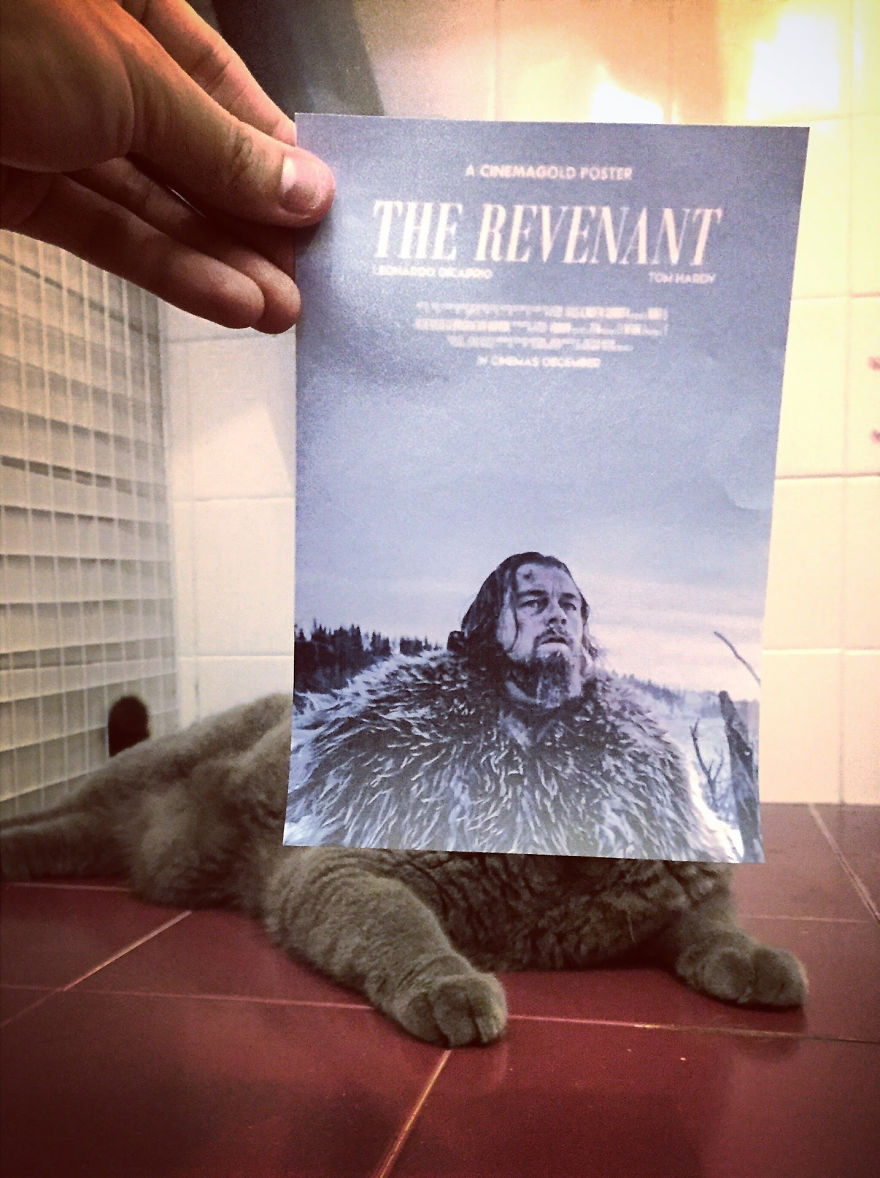 Photographer Follows Cats Around To "Insert" Them Behind Famous Movie Posters