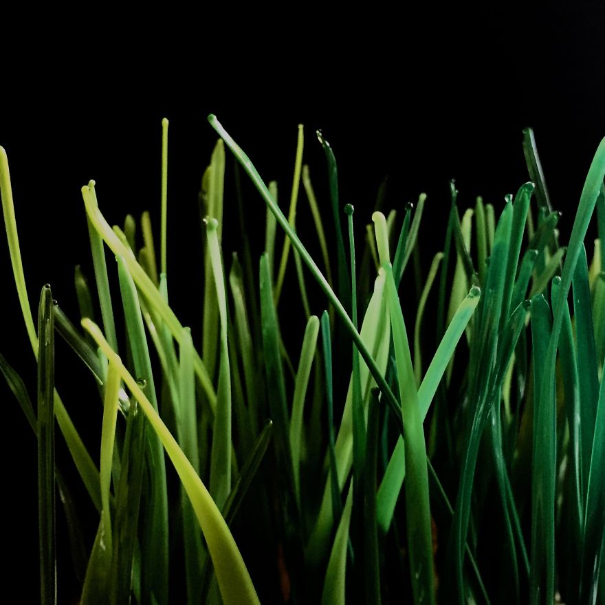 Is It Grass Or Is It Glass? The Making Of A Glass Lawn