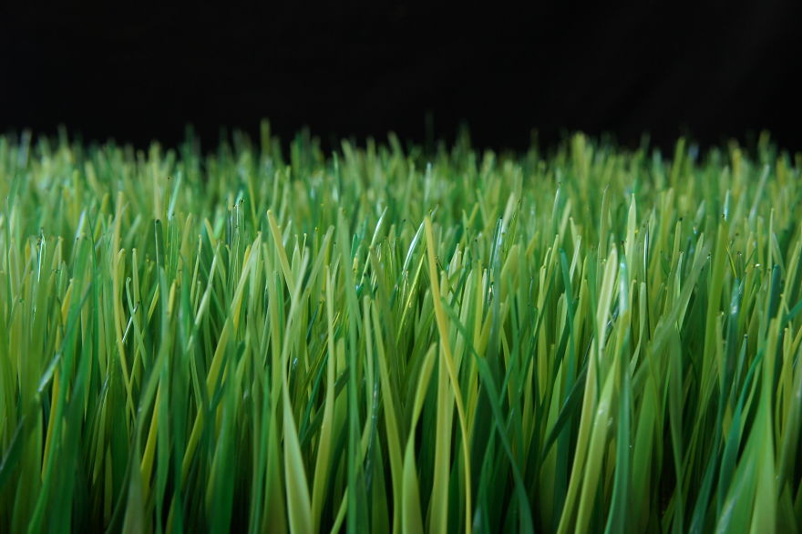 Is It Grass Or Is It Glass? The Making Of A Glass Lawn