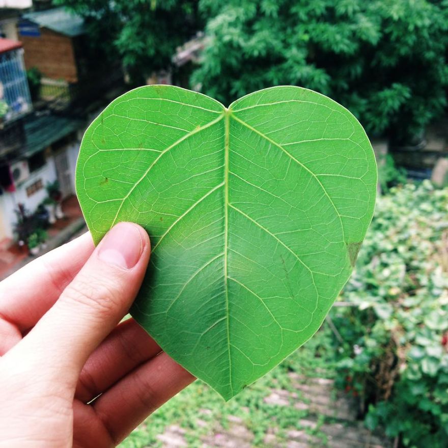 Leaf Cutting Art By Thinh Hoang (Part 2)
