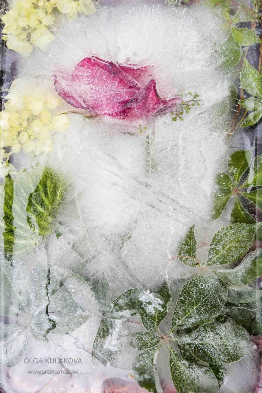 Frozen Beauty: I Imortalized Flowers In Ice