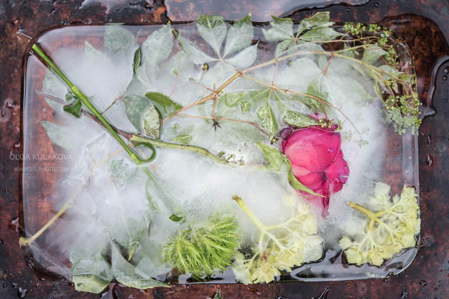 Frozen Beauty: I Imortalized Flowers In Ice