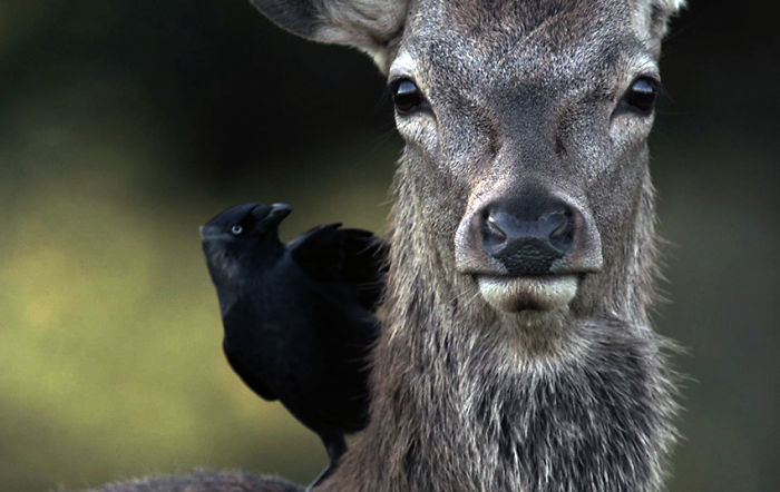 Man & Beast: The Deer Of Richmond Park