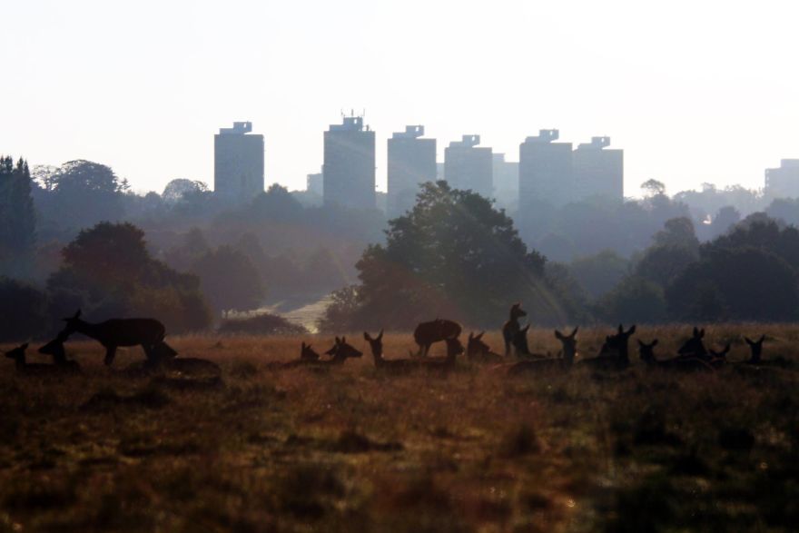 Man & Beast: The Deer Of Richmond Park