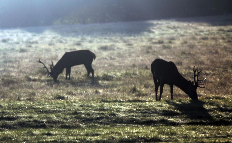 Man & Beast: The Deer Of Richmond Park