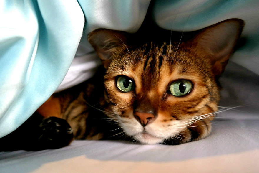 Molly Chan, The Bengal With The Shining Eyes
