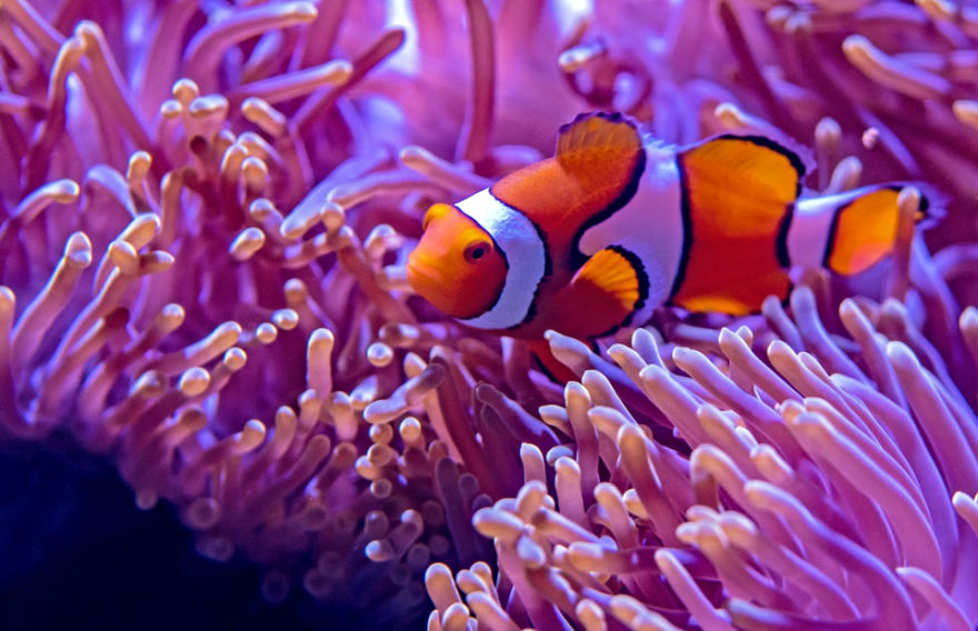 8 Must-See Sea Creatures While Diving/Snorkelling