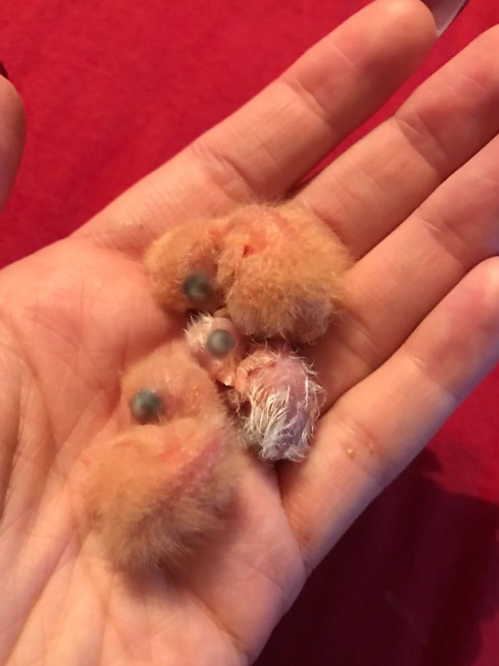 Kiwi And His Goth Girlfriend Just Had 4 Babies And Internet Is In Love