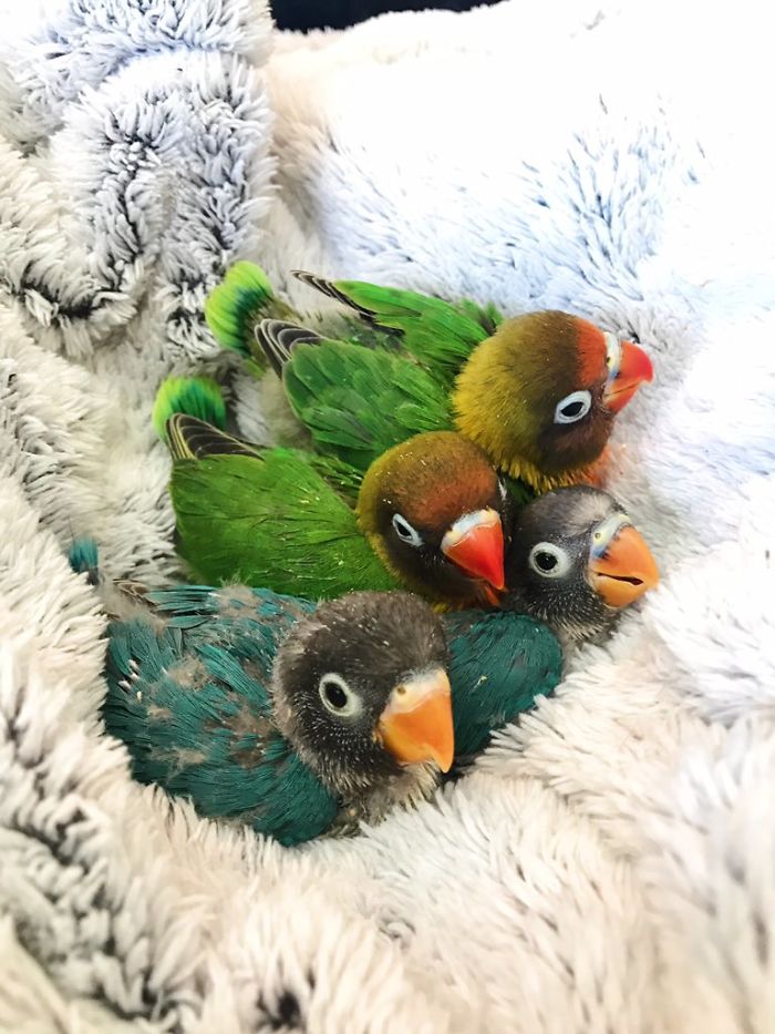 Kiwi y su novia gótica acaban de tener 4 polluelos, y todos los adoran en internet