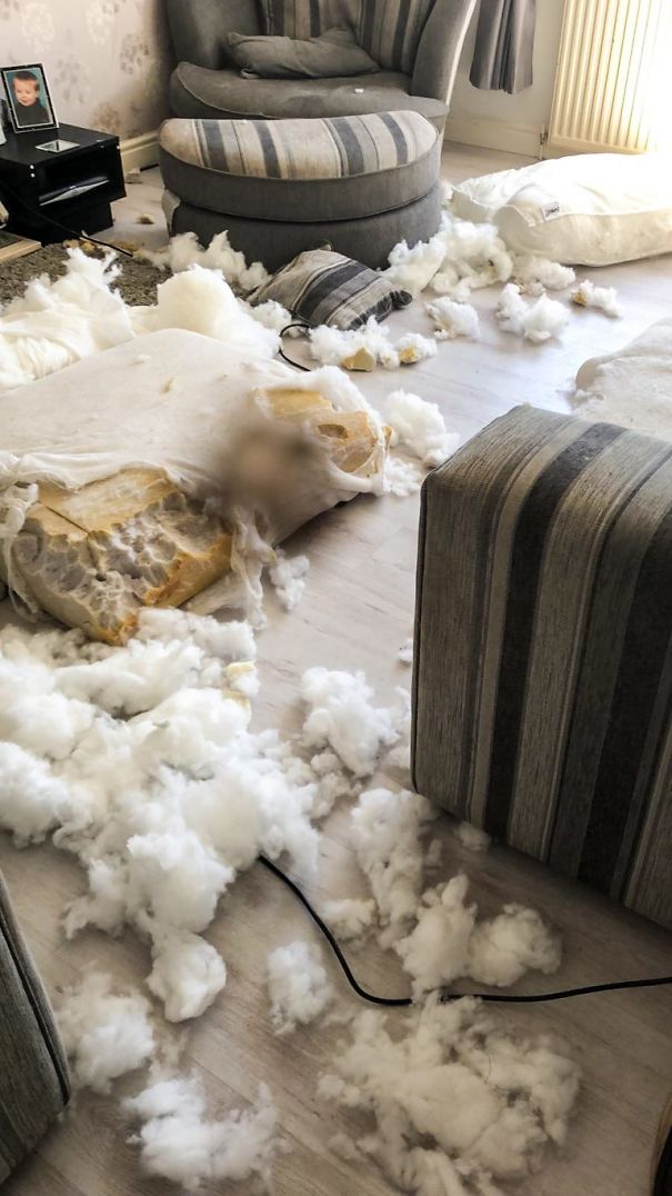 This Puppy With Fluffy Eyebrows Destroyed A Couch Of £ 2,500, But It Is Impossible To Get Angry