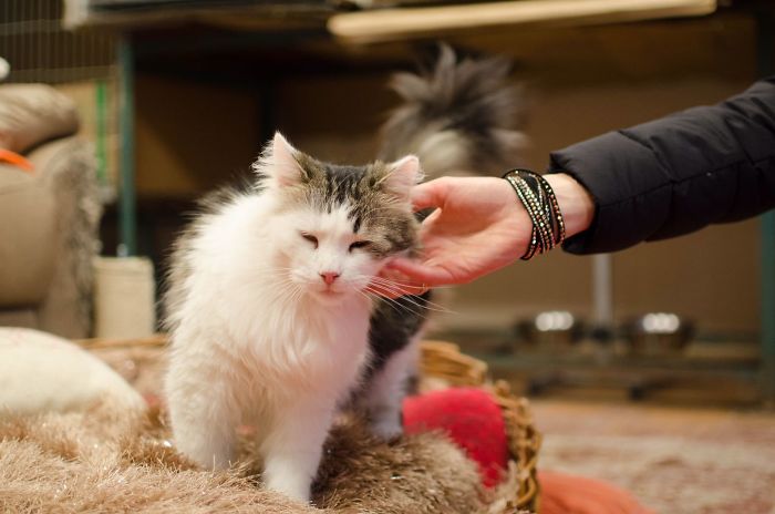 “Cat Care Community” – Who Are We?