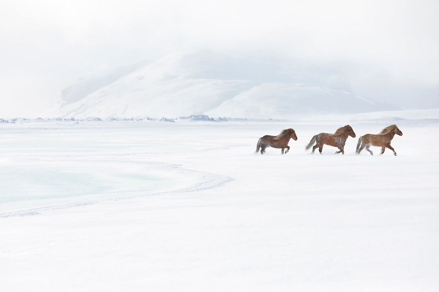 animal photography icelandic horses in the realm of legends drew doggett 1 5b5afbce48b15  880 - Encantadora série de fotografias de Drew Doggett e os cavalos islandeses