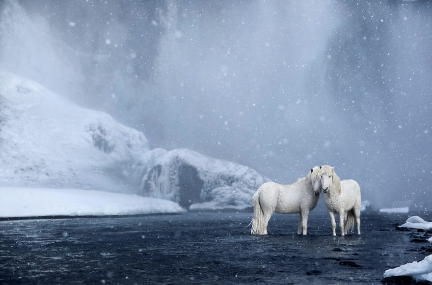 animal photography icelandic horses in the realm of legends drew doggett 14 5b5afbe934ad7  880 - Encantadora série de fotografias de Drew Doggett e os cavalos islandeses