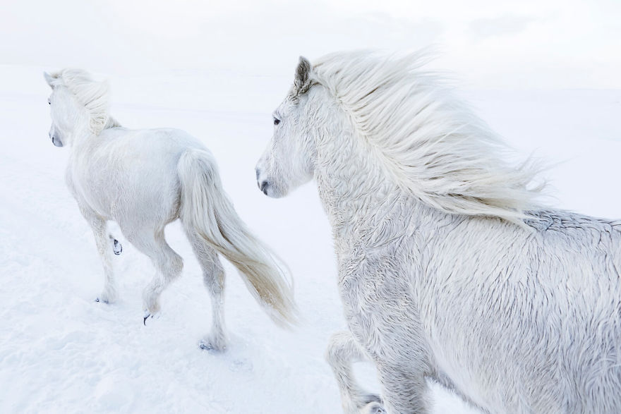 animal photography icelandic horses in the realm of legends drew doggett 18 5b5afbf13ebb1  880 - Encantadora série de fotografias de Drew Doggett e os cavalos islandeses