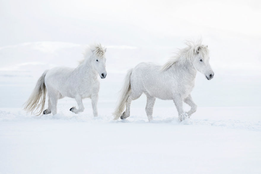 animal photography icelandic horses in the realm of legends drew doggett 25 5b5afbff3a5ee  880 - Encantadora série de fotografias de Drew Doggett e os cavalos islandeses