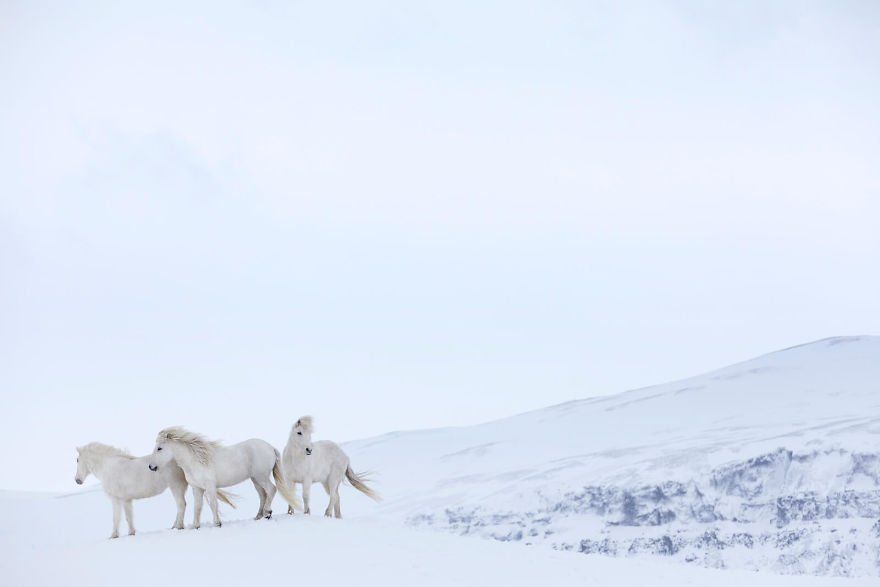 animal photography icelandic horses in the realm of legends drew doggett 26 5b5afc00cef9b  880 - Encantadora série de fotografias de Drew Doggett e os cavalos islandeses