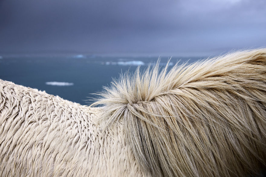Fairytale-Like Pictures Of Horses Living In Extreme Iceland Conditions