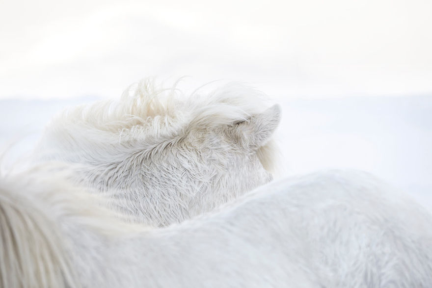 animal photography icelandic horses in the realm of legends drew doggett 3 5b5afbd280788  880 - Encantadora série de fotografias de Drew Doggett e os cavalos islandeses