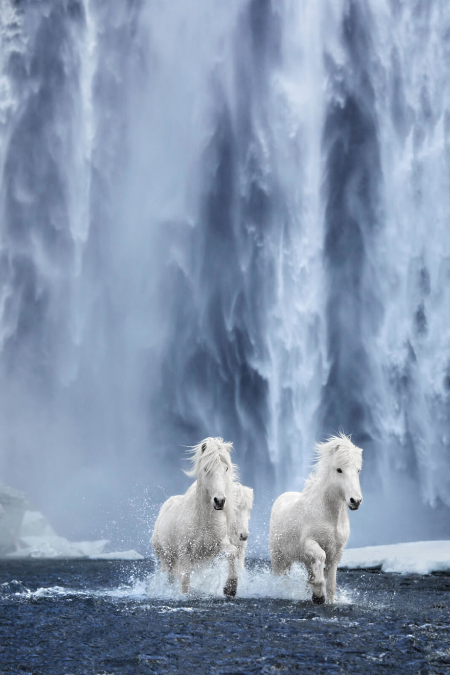 animal photography icelandic horses in the realm of legends drew doggett 32 5b5afc0cc0d0f  880 - Encantadora série de fotografias de Drew Doggett e os cavalos islandeses