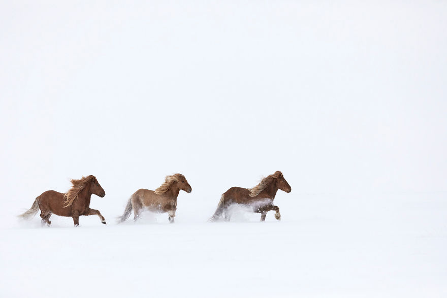animal photography icelandic horses in the realm of legends drew doggett 35 5b5afc152e2bf  880 - Encantadora série de fotografias de Drew Doggett e os cavalos islandeses