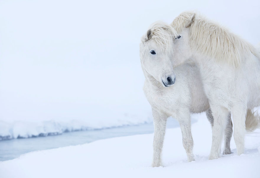 animal photography icelandic horses in the realm of legends drew doggett 37 5b5afc19eb4c6  880 - Encantadora série de fotografias de Drew Doggett e os cavalos islandeses