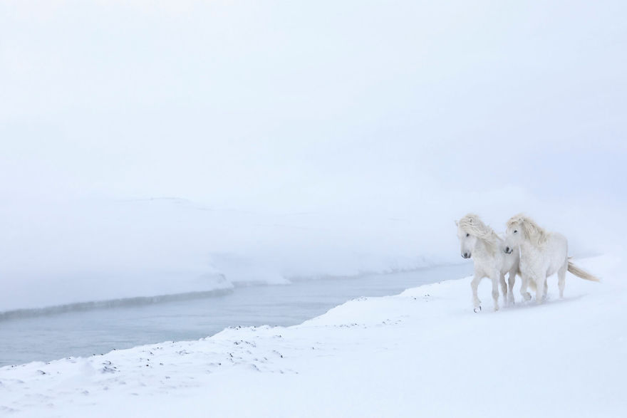 animal photography icelandic horses in the realm of legends drew doggett 4 5b5afbd45e718  880 - Encantadora série de fotografias de Drew Doggett e os cavalos islandeses