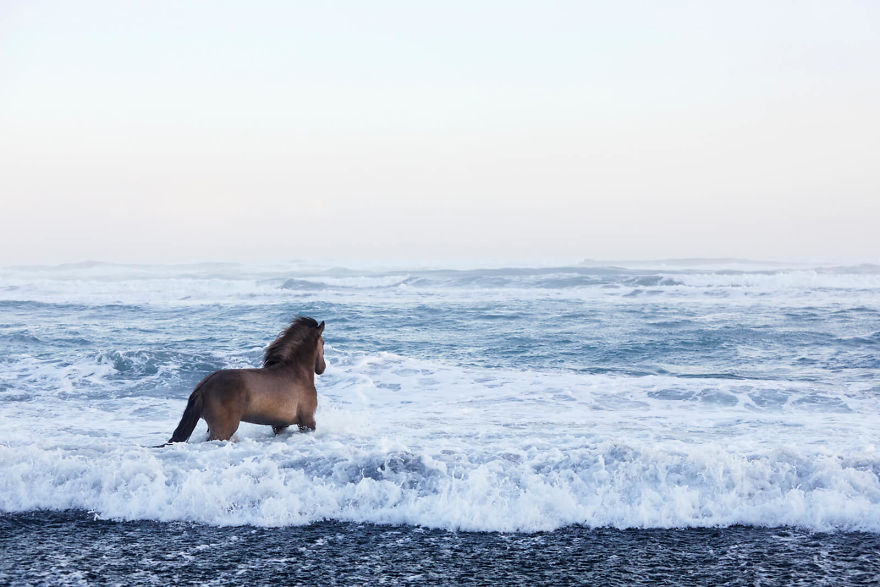 animal photography icelandic horses in the realm of legends drew doggett 6 5b5afbd852aa8  880 - Encantadora série de fotografias de Drew Doggett e os cavalos islandeses