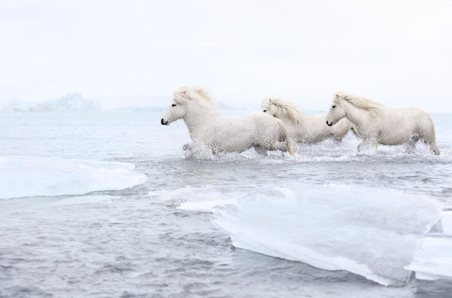 animal photography icelandic horses in the realm of legends drew doggett 7 5b5afbdaad0e3  880 - Encantadora série de fotografias de Drew Doggett e os cavalos islandeses