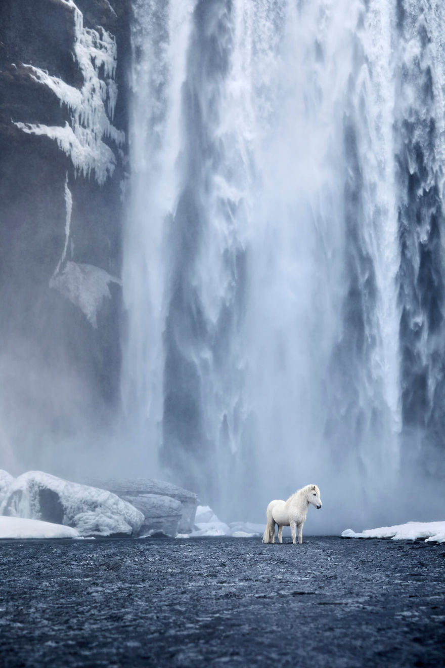 animal photography icelandic horses in the realm of legends drew doggett 8 5b5afbdc86a27  880 - Encantadora série de fotografias de Drew Doggett e os cavalos islandeses