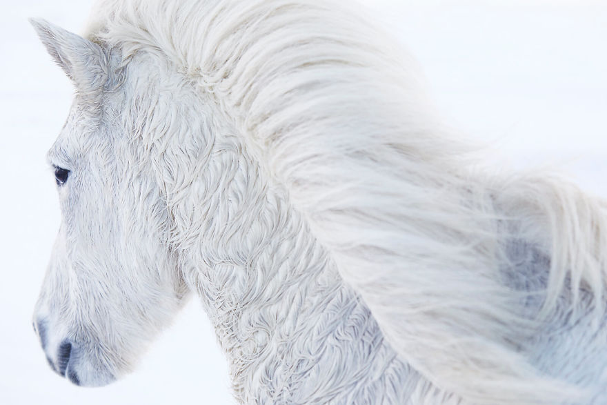 animal photography icelandic horses in the realm of legends drew doggett 9 5b5afbdf20ba0  880 - Encantadora série de fotografias de Drew Doggett e os cavalos islandeses