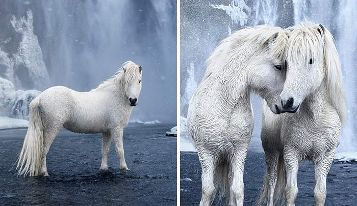 Märchenhafte Bilder von Pferden in extremer Isländischer Wildnis