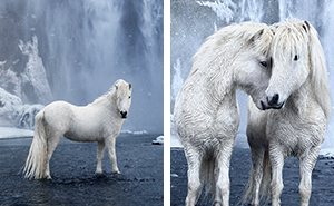 Fairytale-Like Pictures Of Horses Living In Extreme Iceland Conditions