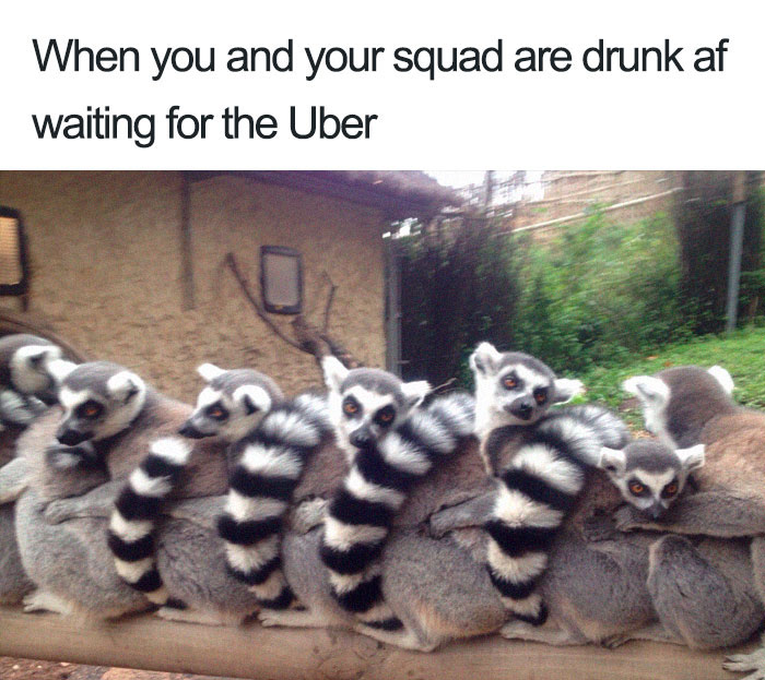 Animals-Using-Uber-Memes