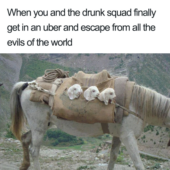 Animals Using Uber