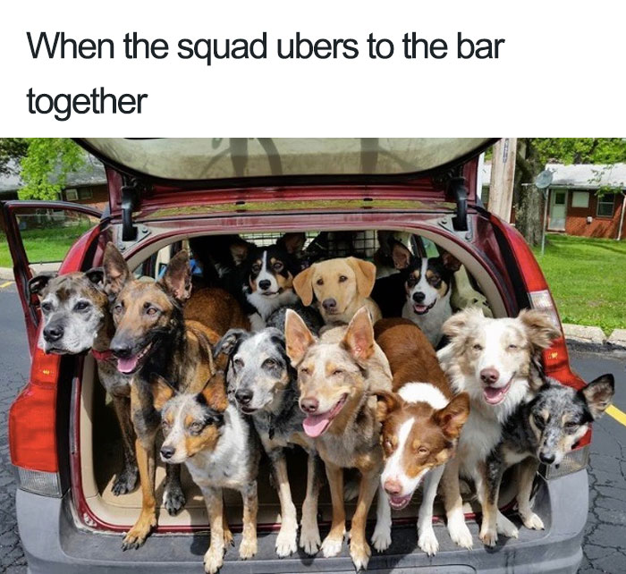 Animals-Using-Uber-Memes