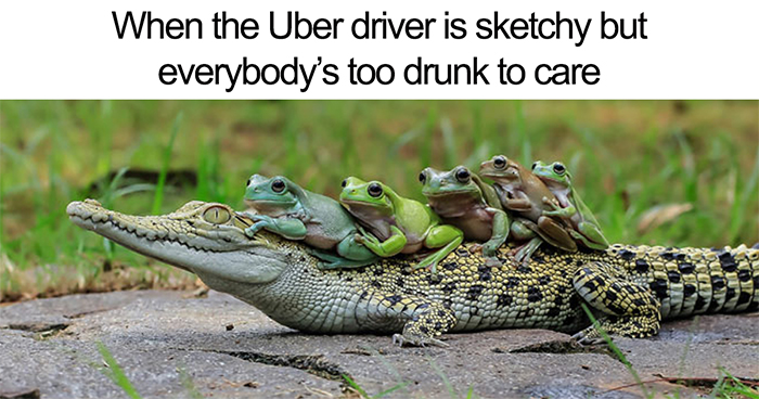 20 Hilarious Uber Animal Memes
