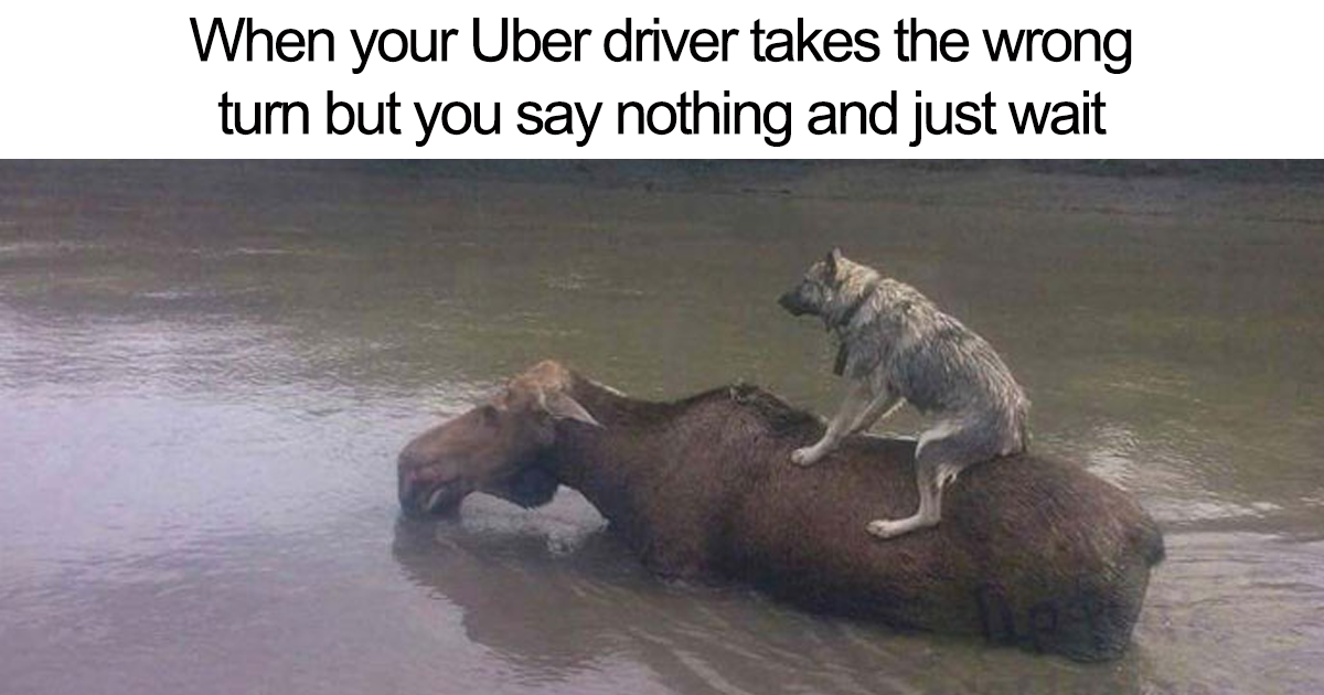 20 Hilarious Uber Animal Memes | Bored Panda