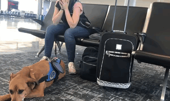 Woman Gets A Panic Attack In An Airport, And The Way Her Service Dog Reacts Will Melt Your Heart