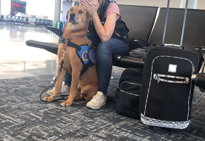 Woman Gets A Panic Attack In An Airport, And The Way Her Service Dog Reacts Will Melt Your Heart