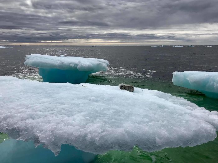 Estos pescadores creyeron ver una foca sobre un iceberg, hasta que miraron más de cerca