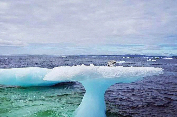 Fishermen Think They Found A Seal Floating On An Iceberg, Then They Take A Closer Look
