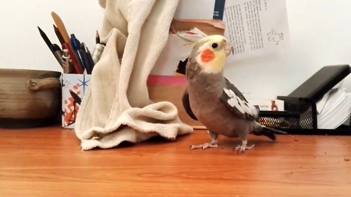 Cutest Singing Parrots – The Most Talented Parrots