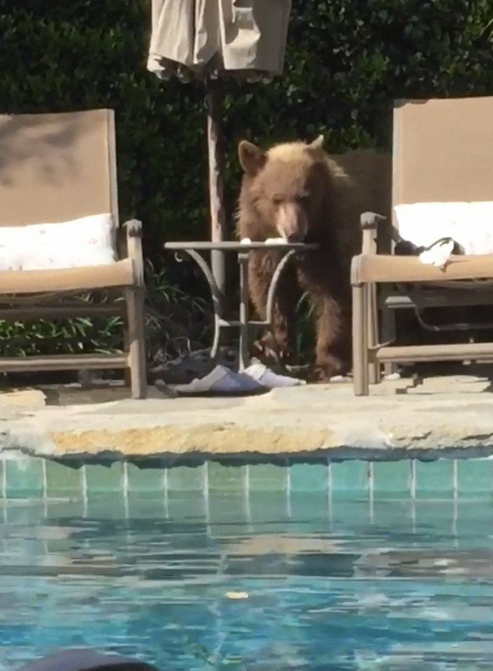 Guy Films Bear Chilling In His Jacuzzi Drinking A Margarita, But It Doesn't End There