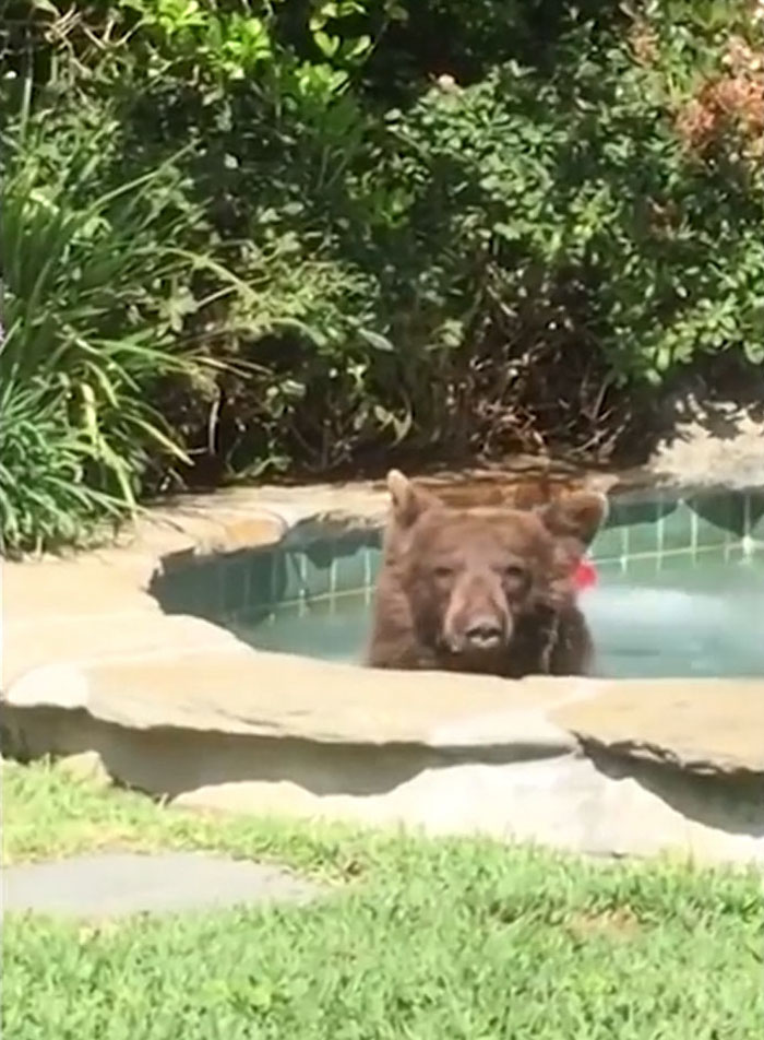 Guy Films Bear Chilling In His Jacuzzi Drinking A Margarita, But It Doesn't End There