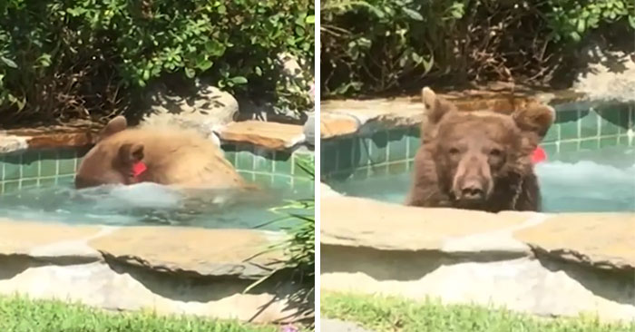 Guy Films Bear Chilling In His Jacuzzi Drinking A Margarita, But It Doesn’t End There
