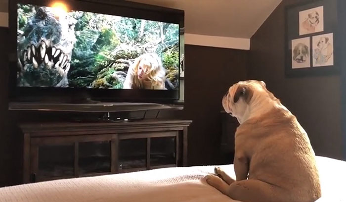 Bulldog Watches King Kong, And Her Protective Reaction Is Adorable