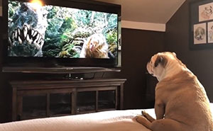 Bulldog Watches King Kong, And Her Reaction Is Heartwarming