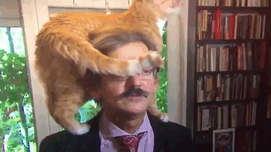 The Way This Polish Academic 'Reacts' When Cat Interrupts His Serious Interview Amuses The Internet